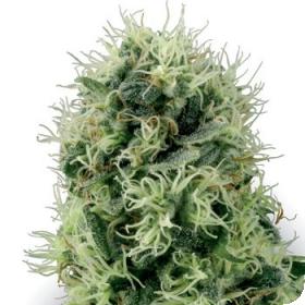 Pure Power Plant Feminised Seeds