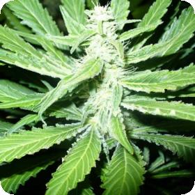 Pure Power Plant Regular Seeds