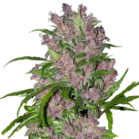 Purple  Bud  Autoflowering  Jpg