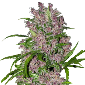 Purple  Bud  Autoflowering  Jpg