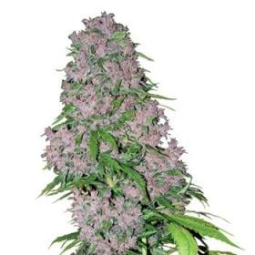 Purple Bud Feminised Seeds