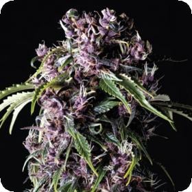 Purple Feminised Seeds