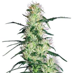 Purple  Haze  Feminised  Cannabis  Seeds  Sensi  White  Label 0