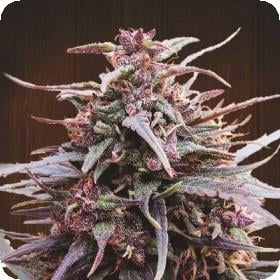 Purple Haze x Malawi Regular Seeds