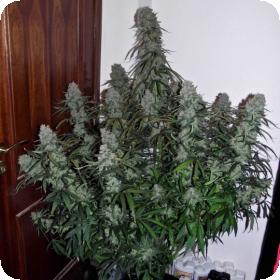 Quick  Flowering  Thc  Feminised  Cannabis  Seeds  Phoenix  Cannabis  Seeds 0