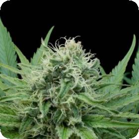 Raw Diesel Feminised Seeds