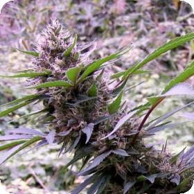 Red Libanon Autoflowering Regular Seeds