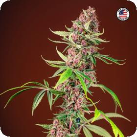 Red Mandarine F1 FAST Feminised Seeds