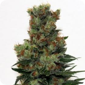 Ripper Badazz Feminised Seeds