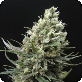 Ripper Haze Feminised Seeds