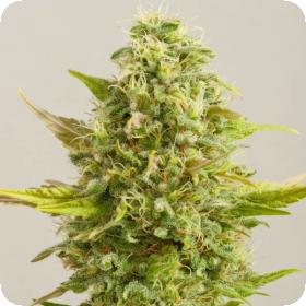 Royal Kush Feminised Seeds