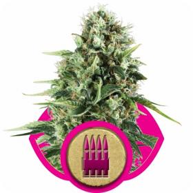 Royal Ak Feminised Cannabis Seeds Royal Queen Cannabis Seeds 0