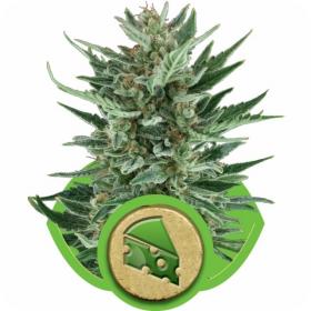 Royal Cheese Automatic Feminised Seeds