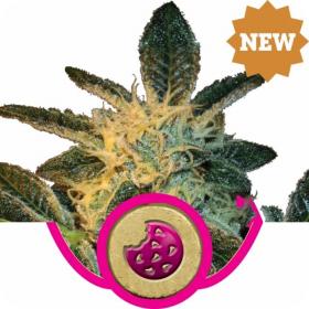 Royal  Cookies  Feminised  Cannabis  Seeds  Royal  Queen  Cannabis  Seeds 0