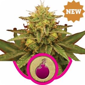 Royal Domina Feminised Seeds