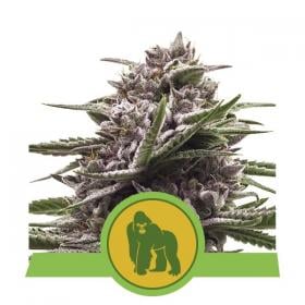Royal  Gorilla  Auto  Feminised  Cannabis  Seeds  Royal  Queen  Cannabis  Seeds 0