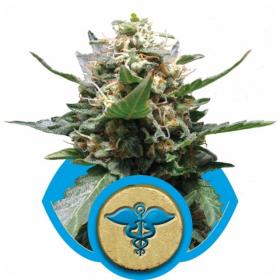 Royal  Medic  Feminised  Cannabis  Seeds  Royal  Queen  Cannabis  Seeds 0