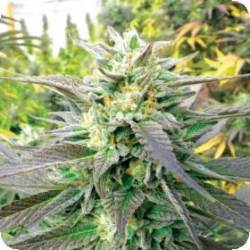 Royal Purple Kush CBD Feminised Seeds