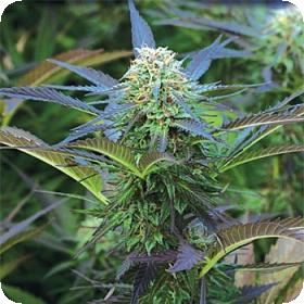 Royal  Purple  Kush  Feminised  Cannabis  Seeds  Emerald  Triangle 0