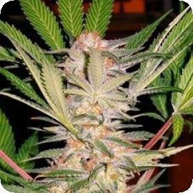 S.A.D. Auto Feminised Seeds