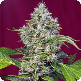 San Fernando Lemon Kush Feminised Seeds