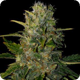 Santa  Muerte  Blimburn  Cannabis  Seeds 0