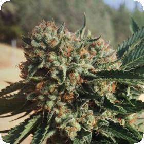 Sapphire  Og  Feminised  Cannabis  Seeds  Humboldt  Cannabis  Seeds 0