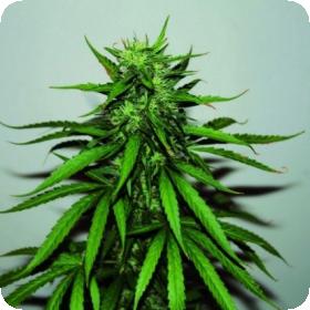 Jungle Wreck Regular Seeds