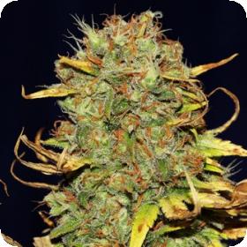 Power Africa x MK Ultra FAST Feminised Seeds