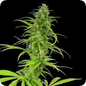 Cheese Feminised Seeds