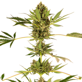 Sensi #49 CBD Feminised Seeds (Kush x Hindu Kush CBD) Seeds