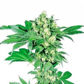 Sensi  Afghani 1  Feminised  Cannabis  Seeds 1519826872 500  Sensi Cannabis  Seeds 0