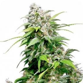 Sensi  California  Indica  Feminised  Cannabis  Seeds 1519826172 500  Sensi Cannabis  Seeds 0