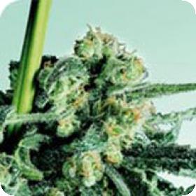 Sensi Skunk Regular Seeds