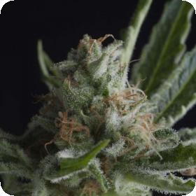 Shark Feminised Seeds