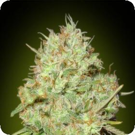 Shark  Widow  Advanced  Cannabis  Seeds 0