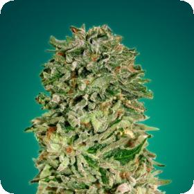 Shark  Widow  Cbd  Feminised  Cannabis  Seeds  Advanced  Cannabis  Seeds 0