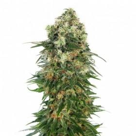 Shiva Skunk AUTO Feminised Seeds