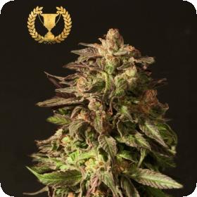 Shoreline  Feminised  Cannabis  Seeds  Devils  Harvest  Cannabis  Seeds 0