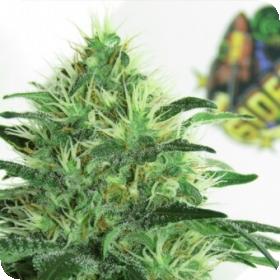 Sideral Feminised Seeds