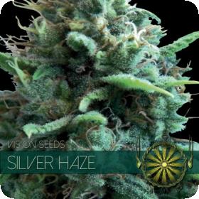 Silver Haze Feminised Seeds