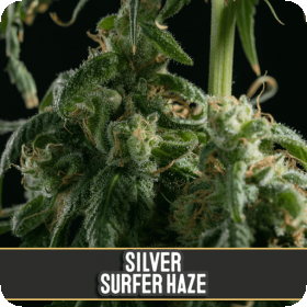 Silver Surfer Haze Feminised Seeds
