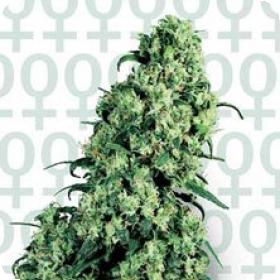 Skunk #1 Feminised Seeds