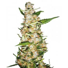 Skunk #1 AUTO Feminised Seeds