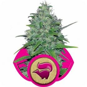 Skunk XL Feminised Seeds