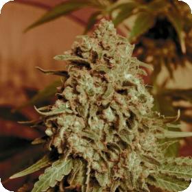 Somango  Widow  Advanced  Cannabis  Seeds 0