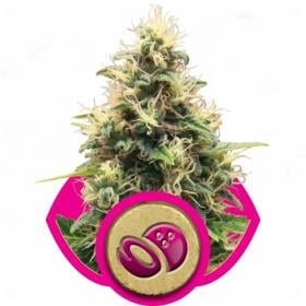 Somango XL Feminised Seeds