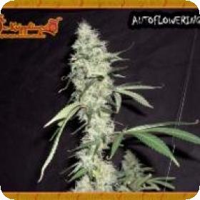 Sonic Bloom Auto Feminised Seeds