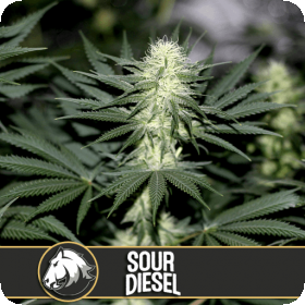 Sour  Diesel  Feminised  Cannabis  Seeds  Blimburn  Cannabis  Seeds 0