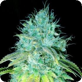 Sour  Puss  Feminised  Cannabis  Seeds  Emerald  Triangle 0